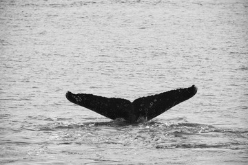DSC_6811s.jpg