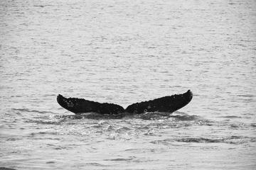 DSC_6814s.jpg