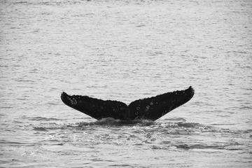 DSC_6812s.jpg