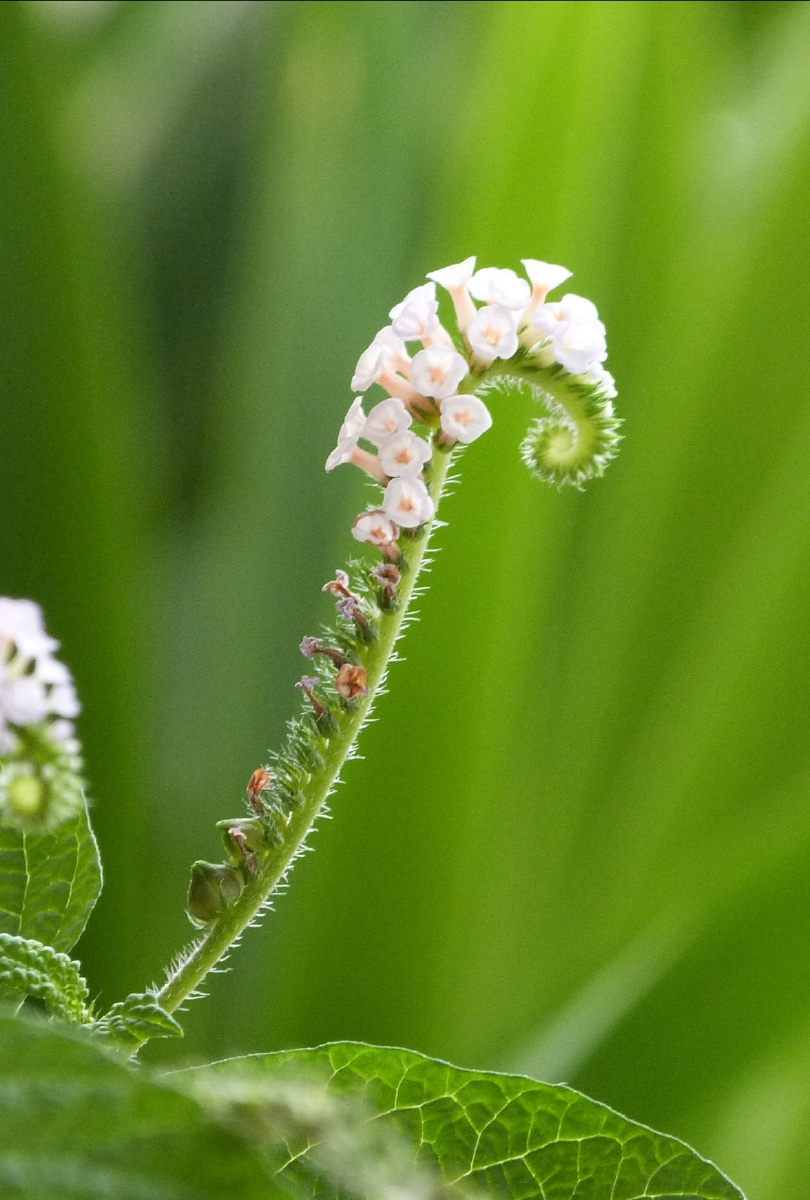 曲如虫药用植物大尾摇