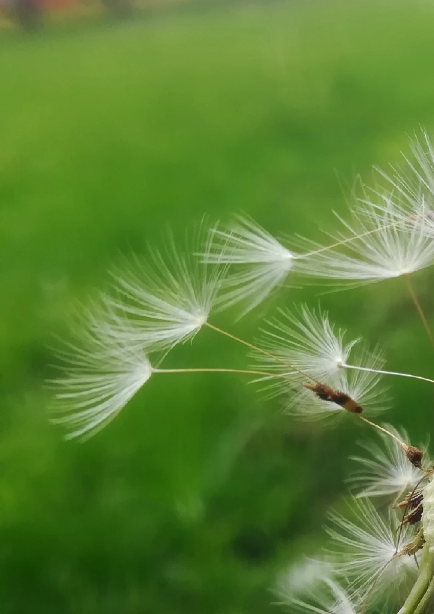 飞舞的蒲公英