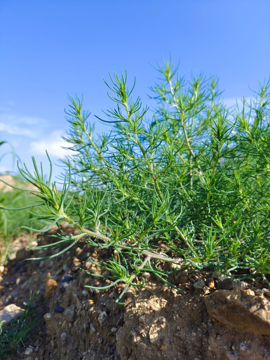 做窝头的猪毛菜长大了叫扎不楞也叫风滚草