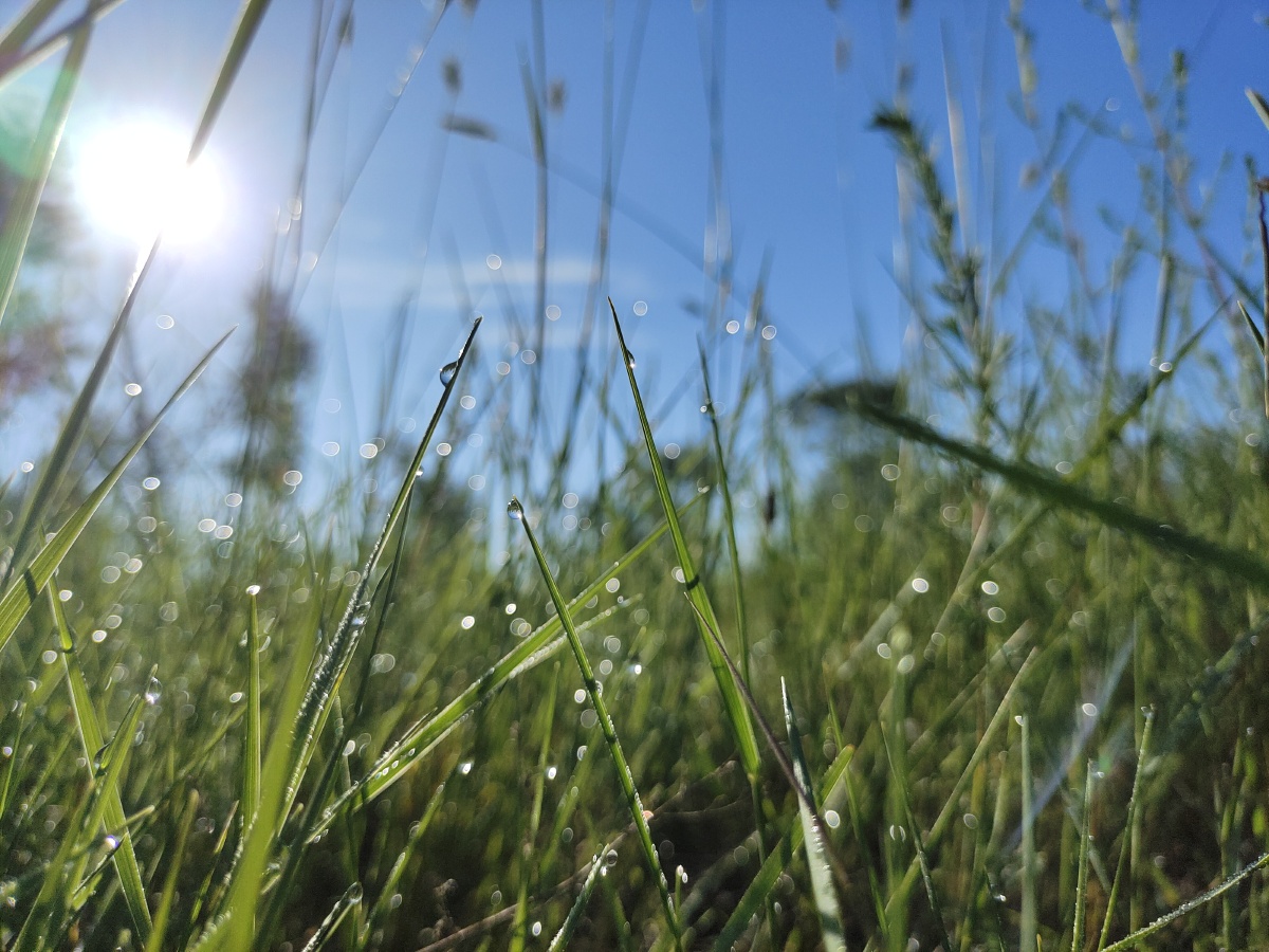 清晨的阳光露水