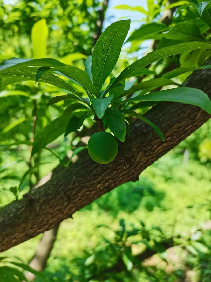 春天就是绿意怏然生机勃勃万物复苏的季节