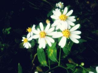 IMG_20111030_132654_副本.jpg