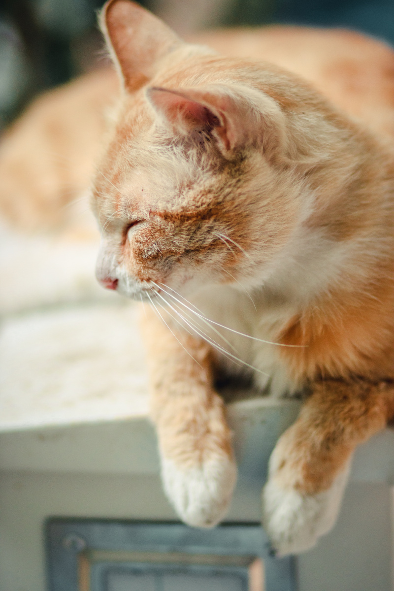 在过度疲劳之后此刻阿喵你是否感觉身体被掏空