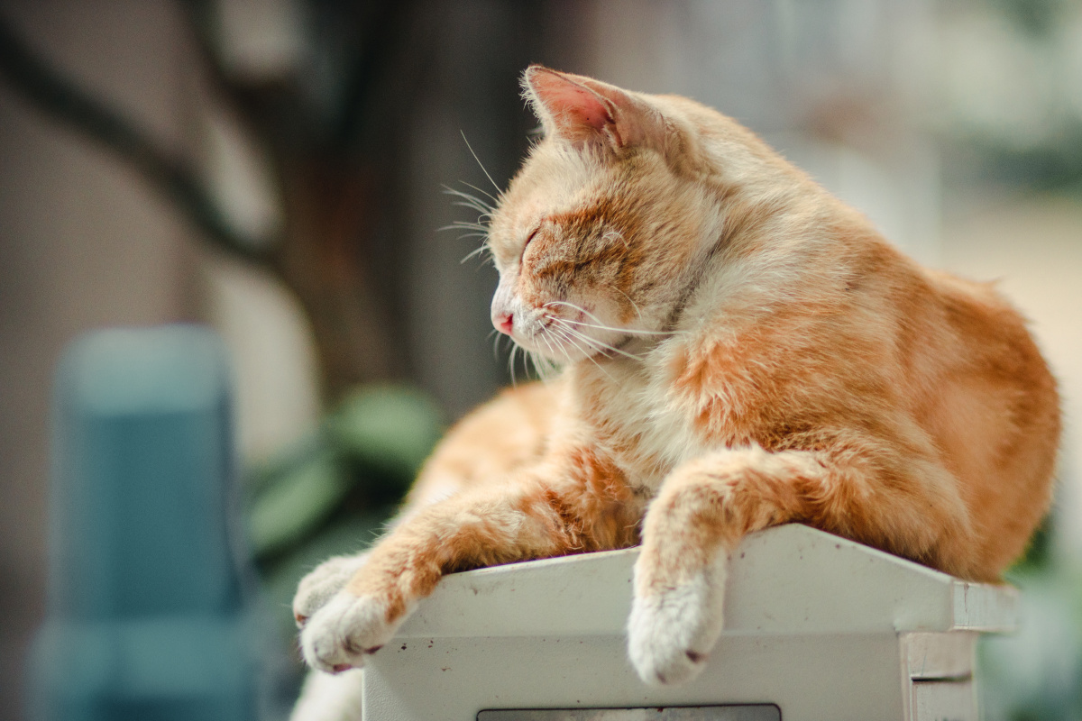 在过度疲劳之后此刻阿喵你是否感觉身体被掏空