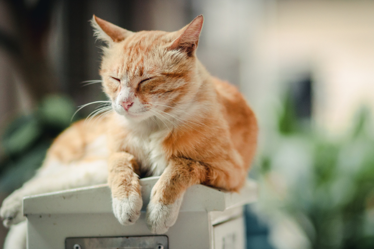 在过度疲劳之后此刻阿喵你是否感觉身体被掏空