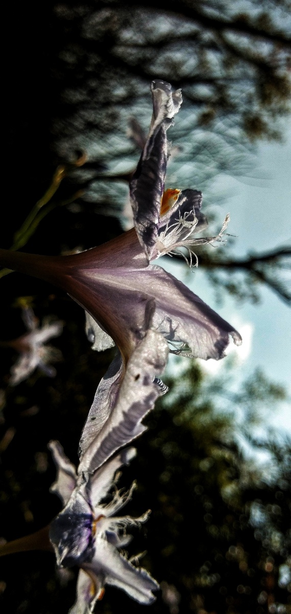 鸢尾花科扁竹根