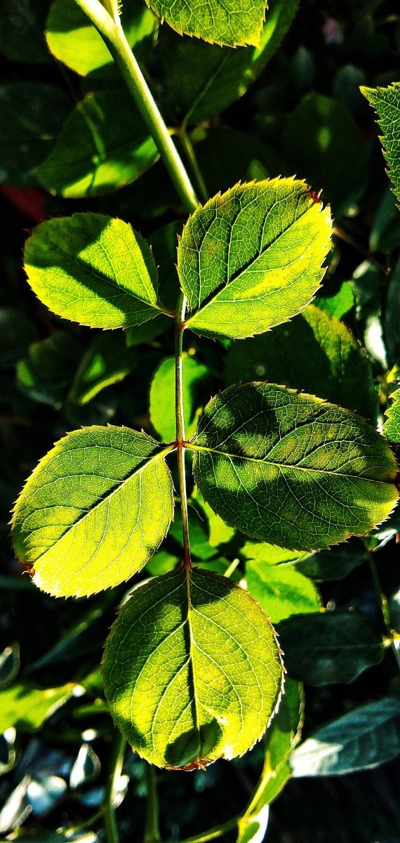 阳光与绿色蔷薇科植物的叶子