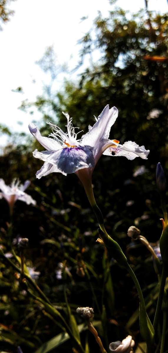 鸢尾花科扁竹根