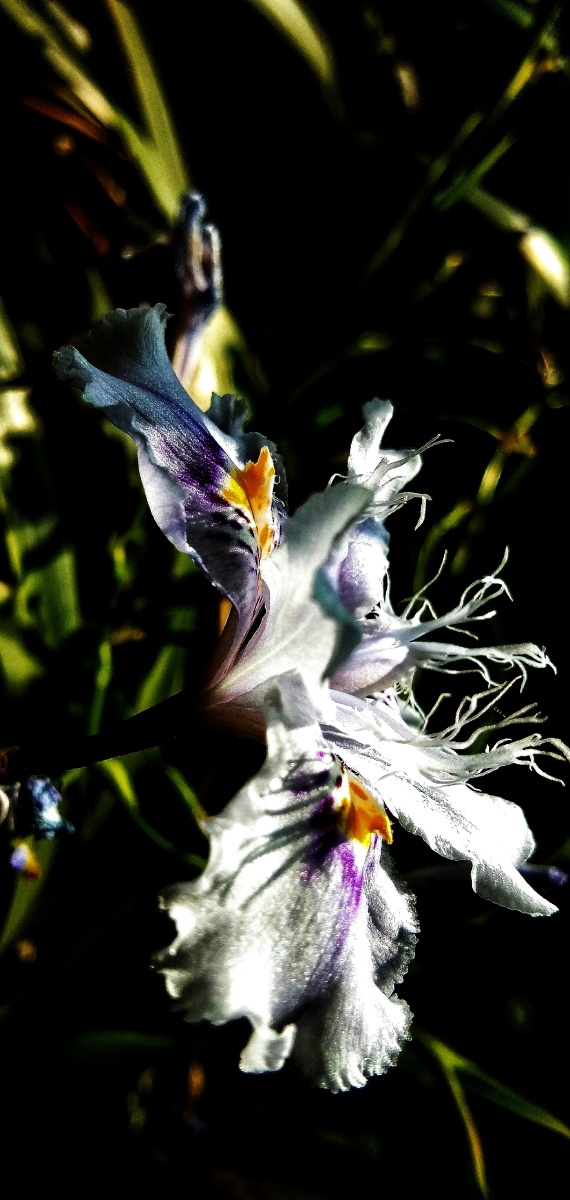 鸢尾花科扁竹根