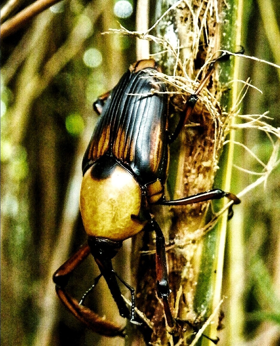 全副武装的笋子虫