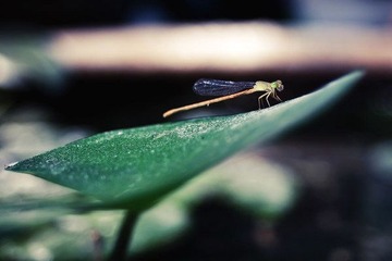 IMG_9316.jpg