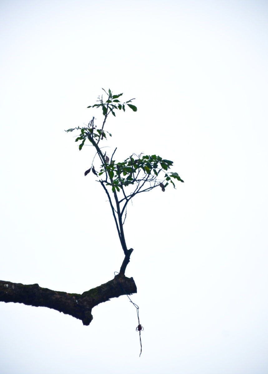 枯枝新芽朴实无华