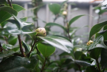 DSC04317.JPG