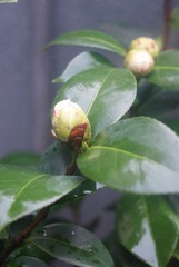 DSC04333.JPG