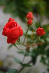 DSC04429@.jpg