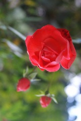 DSC04422@.jpg