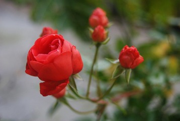 DSC04427@.jpg