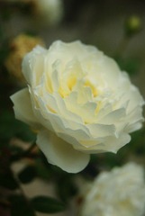 DSC04392@.jpg