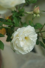 DSC04394@.jpg