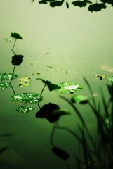 碧珠落荷.jpg