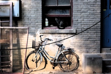 车 猫