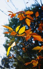 静园希声