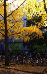 银杏路