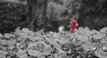 DSC_1462.jpg