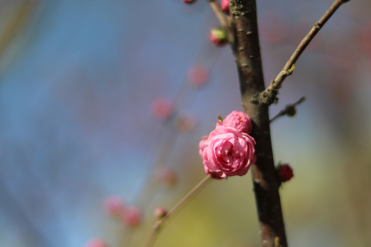 樱棠春晓2016年玉渊潭的春