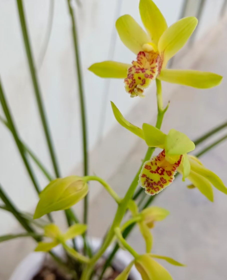 花中四君子之兰花