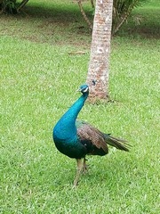 732