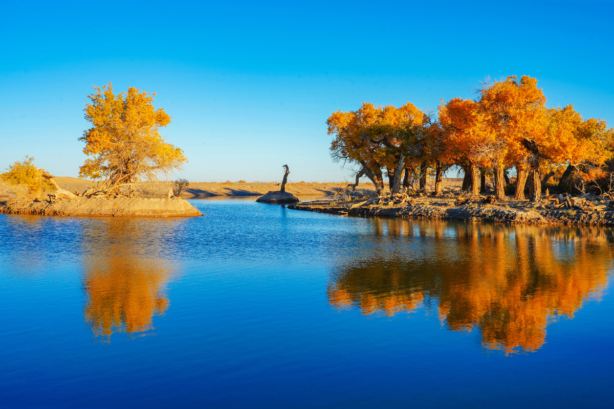 弱水胡杨林日出