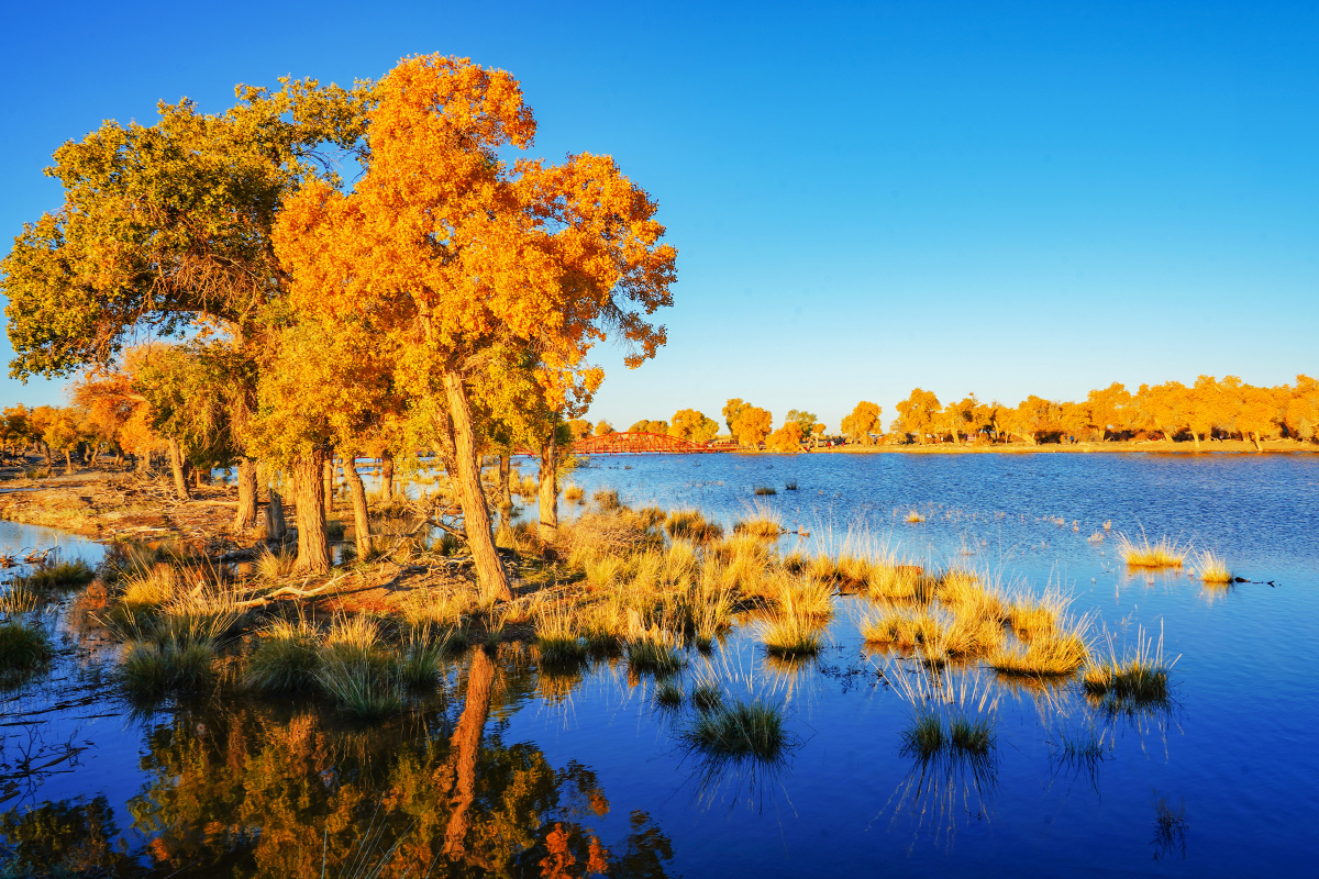 弱水胡杨林日出