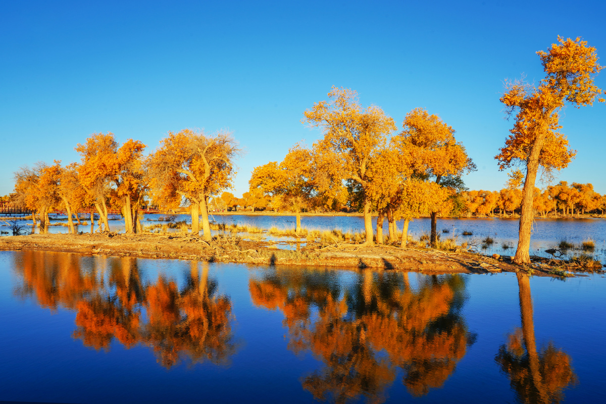 弱水胡杨林日出