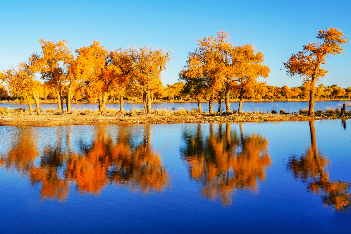弱水胡杨林日出
