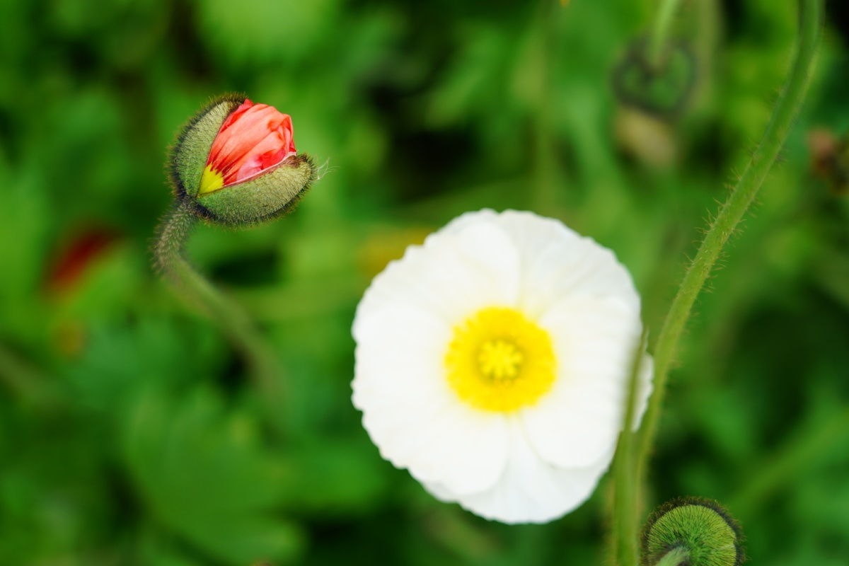 虞美人花黄色红色白色花蕾