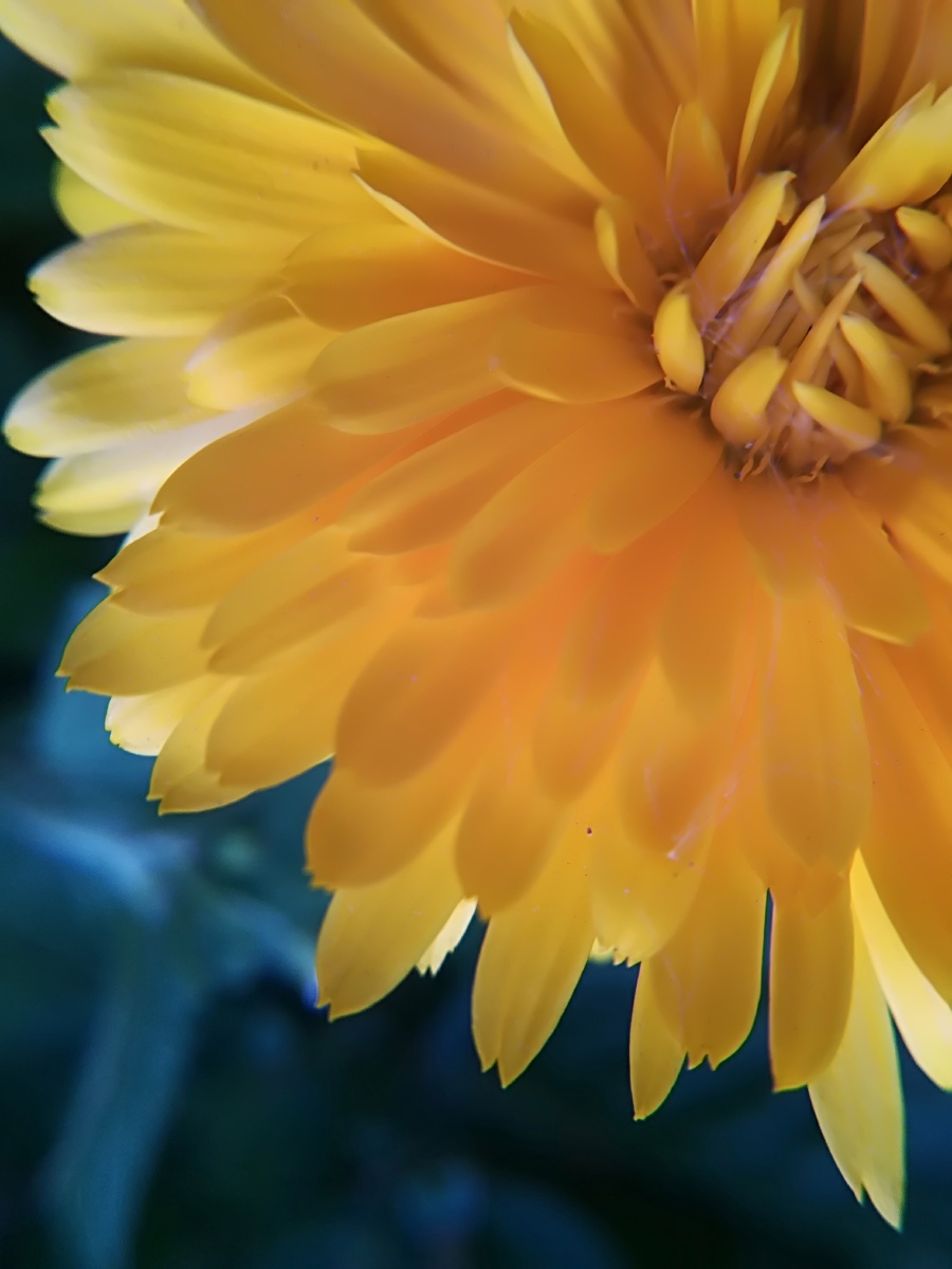 金盏菊 - 摄影师同一首歌