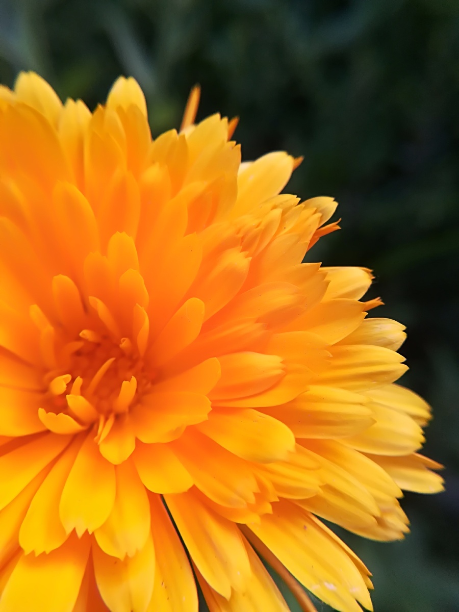 金盏菊 - 摄影师同一首歌