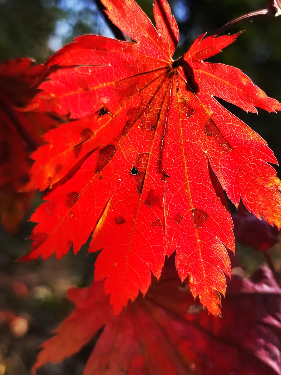 红叶