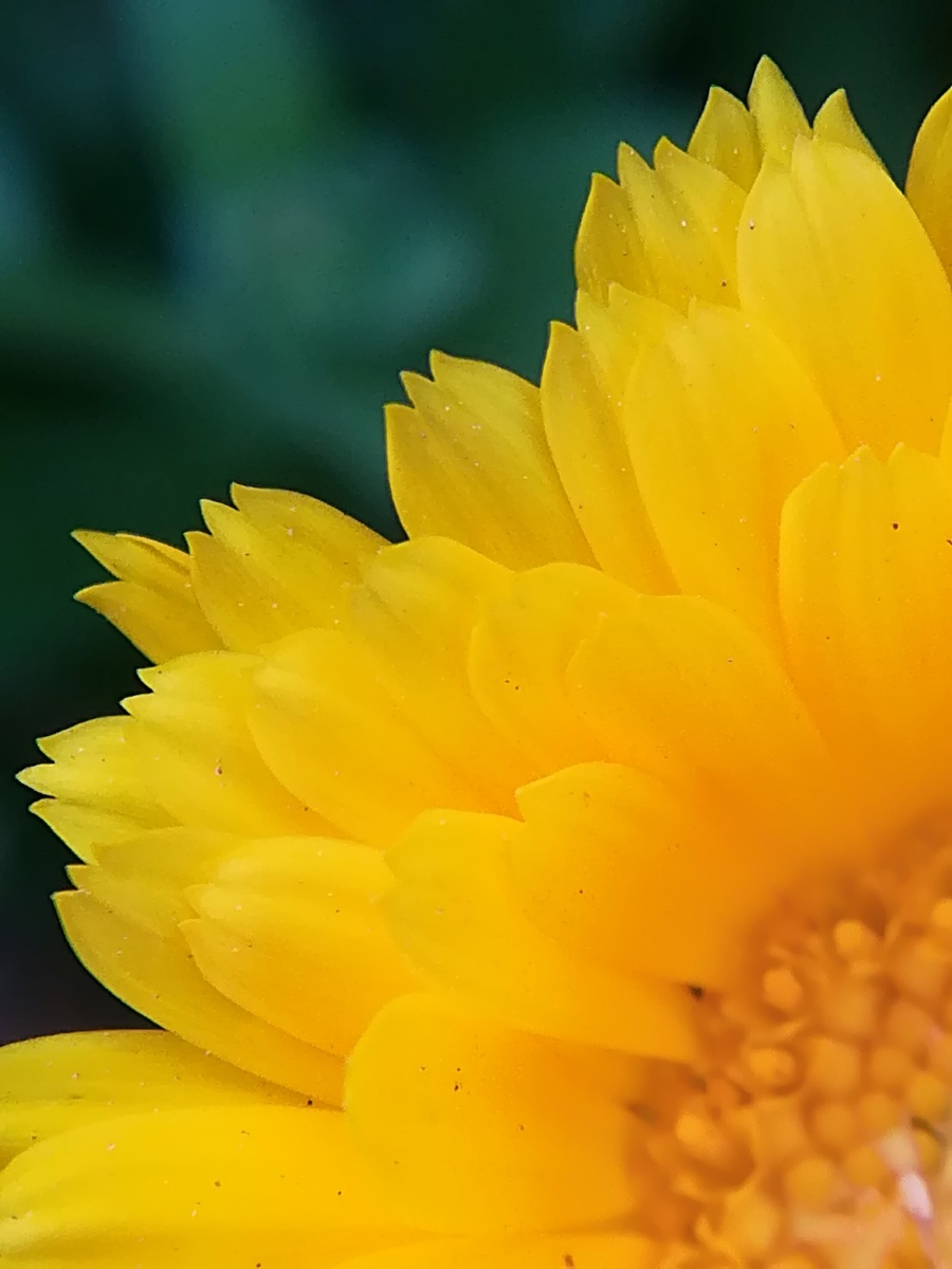 金盏菊 - 摄影师同一首歌