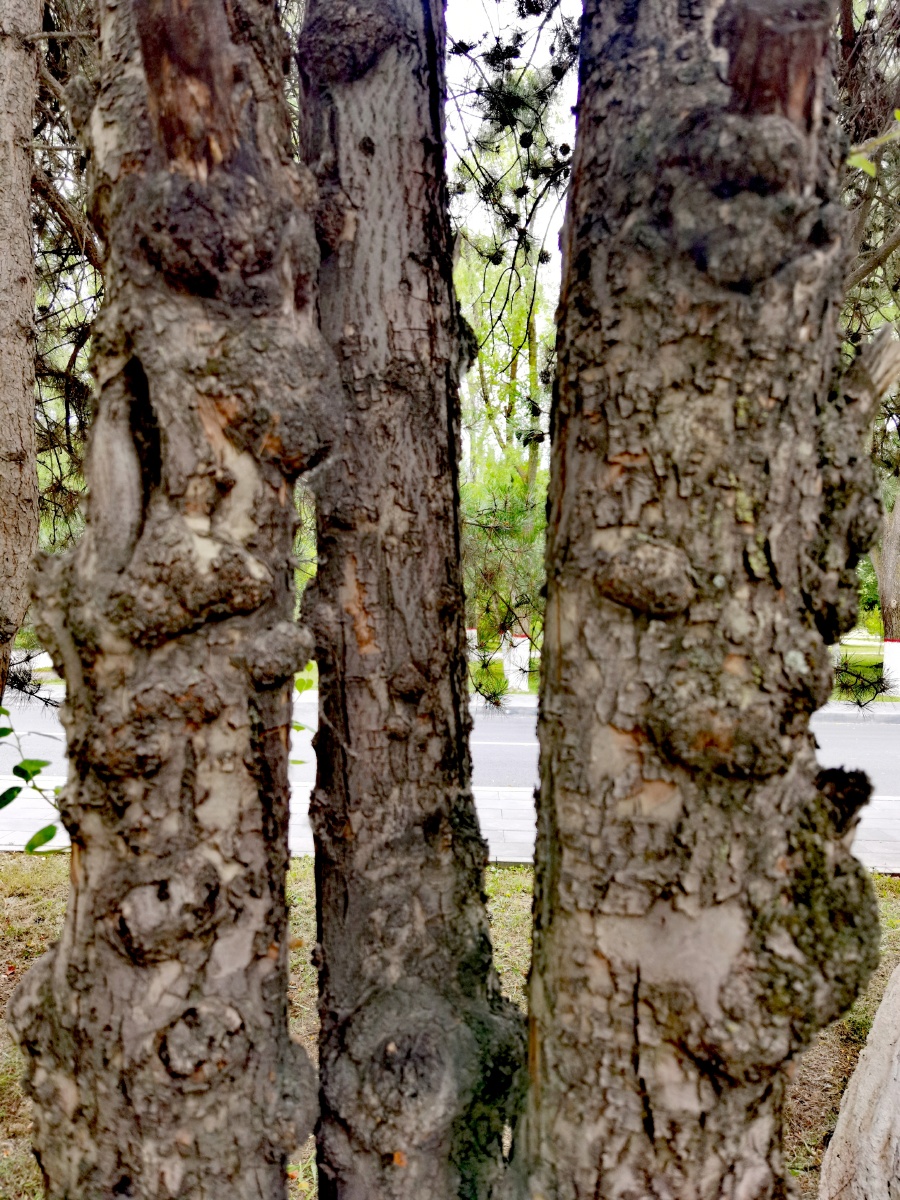 中国青海西宁市梨海棠果松球黄花老景观树