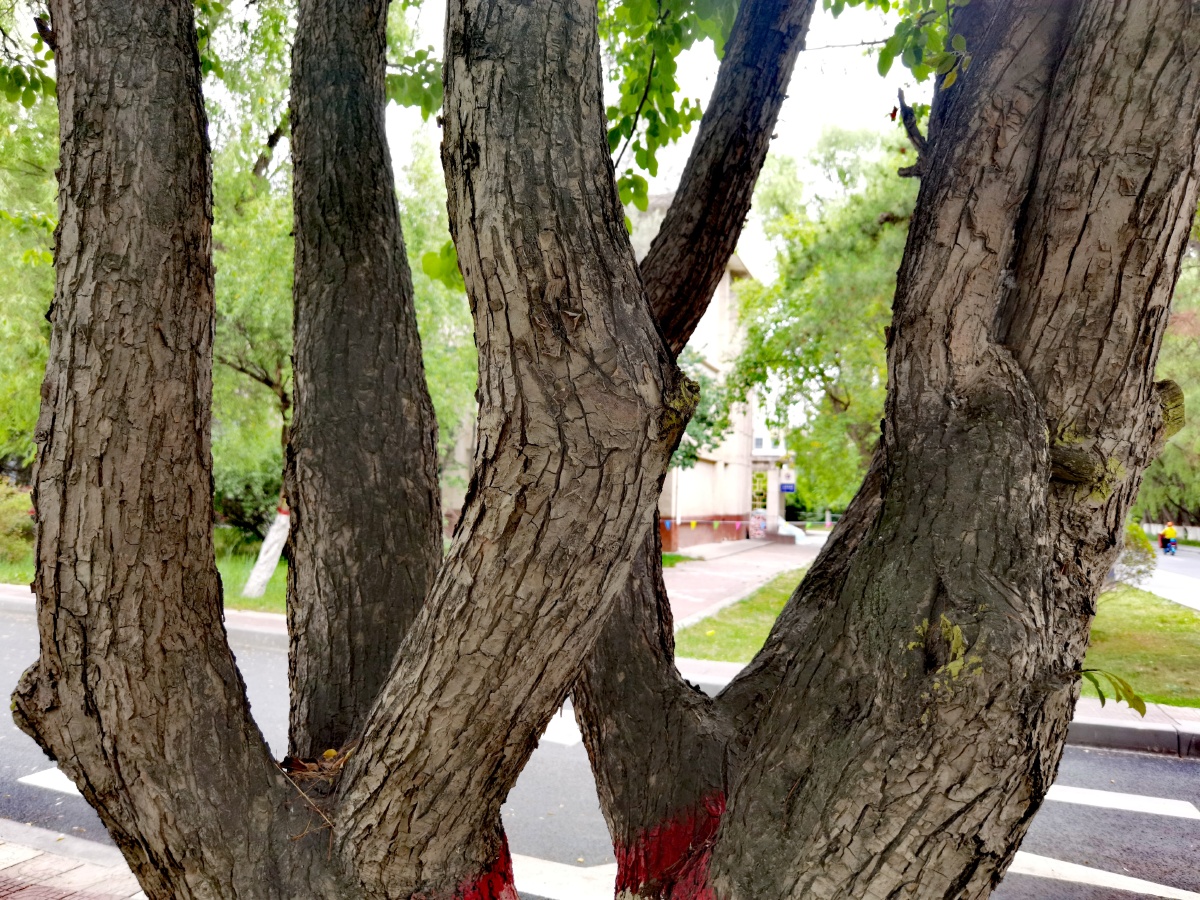 中国青海西宁市梨海棠果松球黄花老景观树