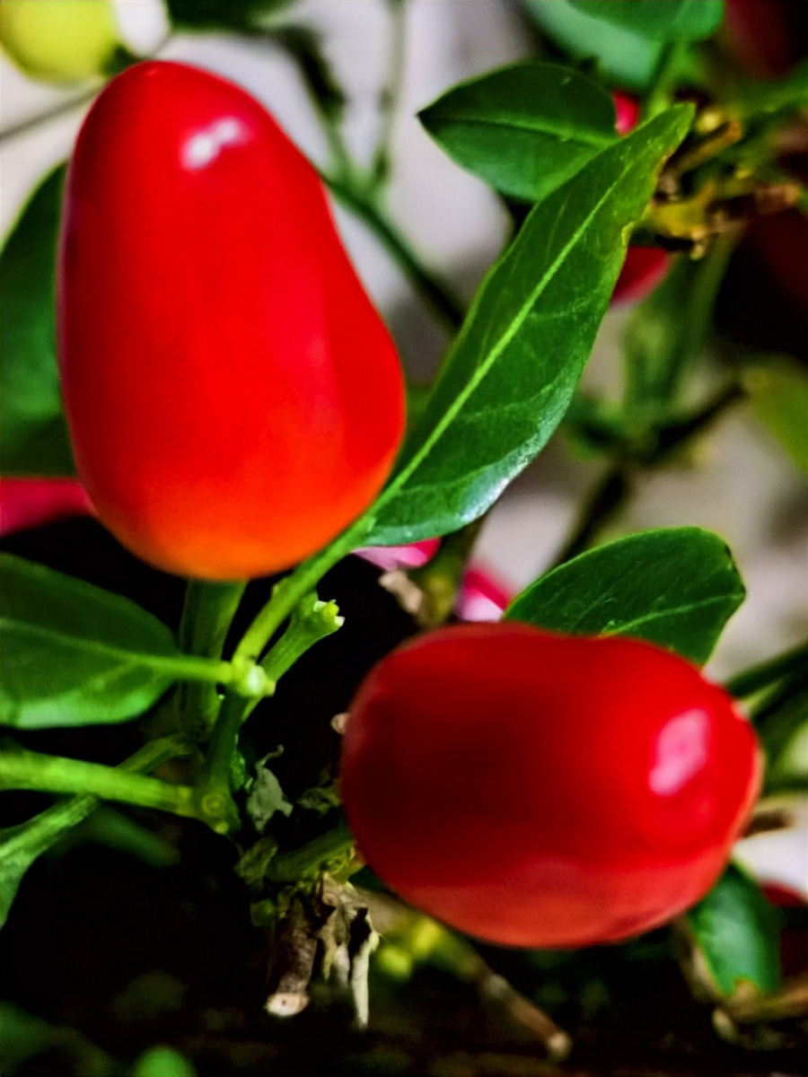 中国青海省西宁市居家拍云南彩椒