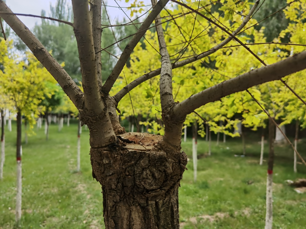 中国青海省西宁市青海大学树林花天空景观树