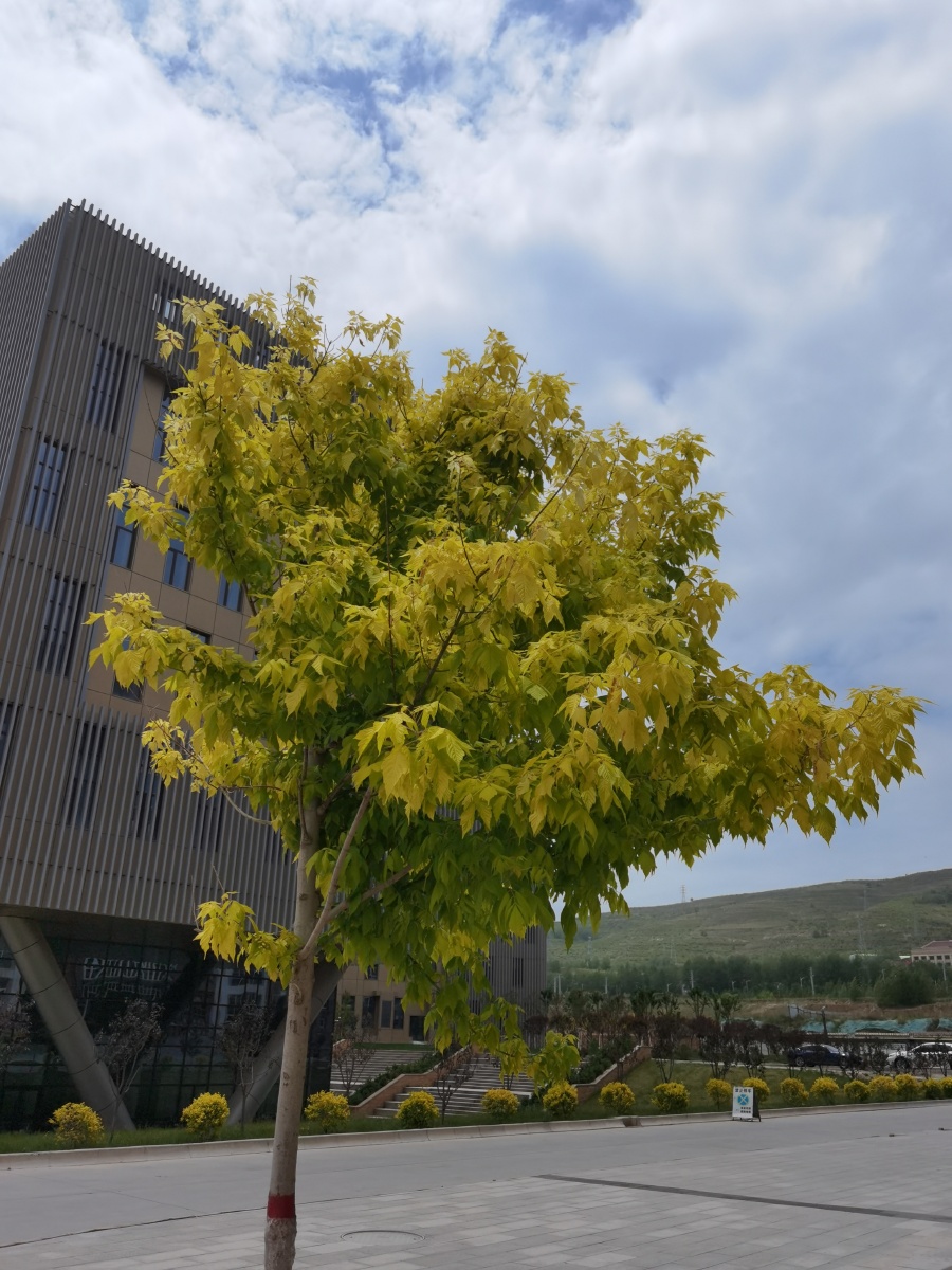 中国青海省西宁市青海大学树林花天空景观树