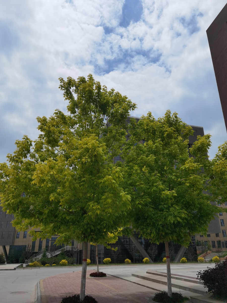 中国青海省西宁市青海大学树林花天空景观树