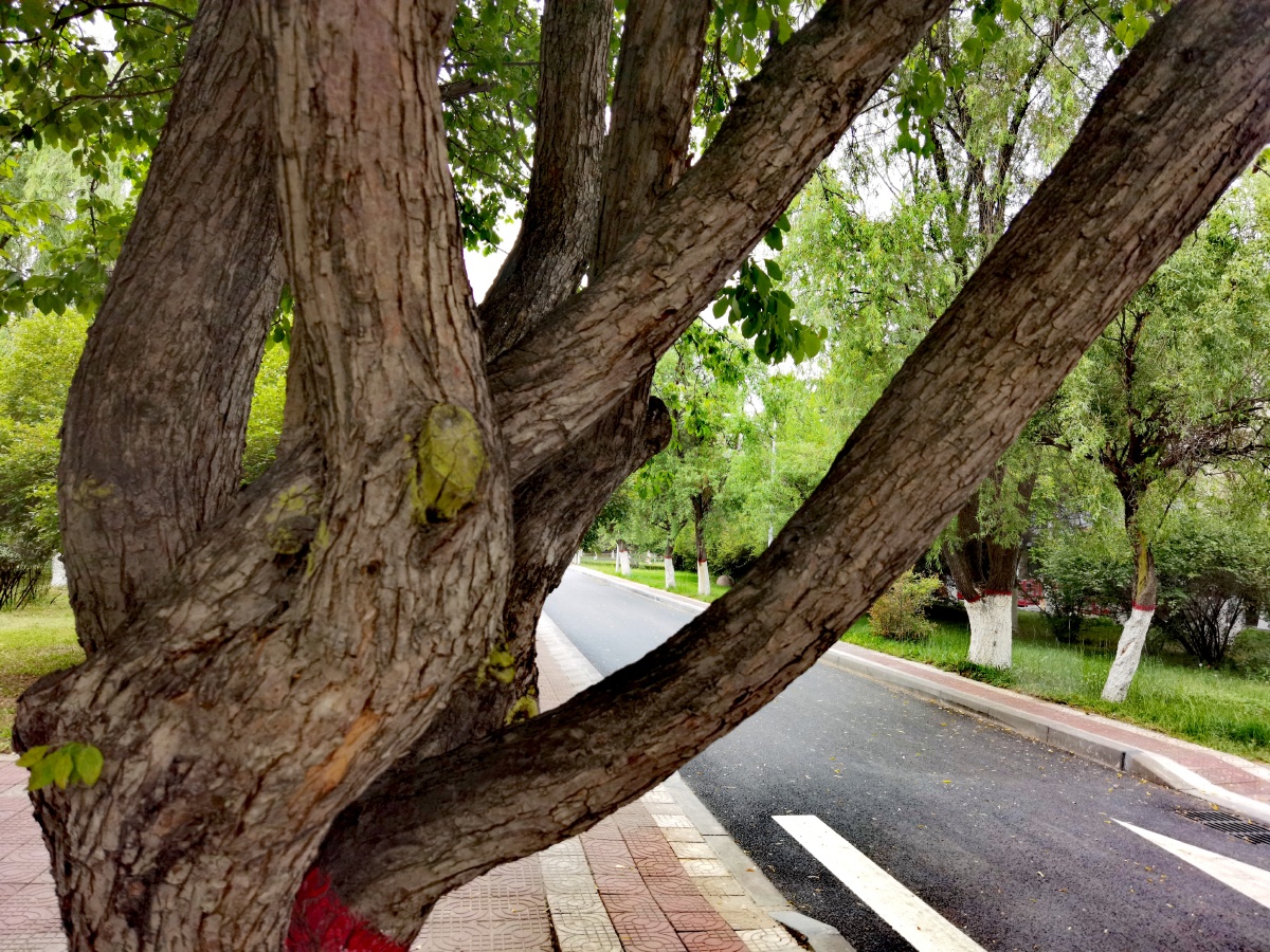 中国青海西宁市梨海棠果松球黄花老景观树